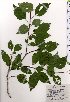  ( - TW025489)  @11 [ ] Copyright (2021) Unspecified Forestry and Forest Products Research Institute