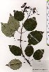  ( - TW025491)  @11 [ ] Copyright (2021) Unspecified Forestry and Forest Products Research Institute