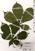  ( - TW025492)  @11 [ ] Copyright (2021) Unspecified Forestry and Forest Products Research Institute