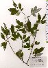  ( - TW025518)  @11 [ ] Copyright (2021) Unspecified Forestry and Forest Products Research Institute