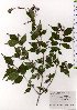  (Callicarpa japonica var. japonica - TW025529)  @11 [ ] Copyright (2021) Unspecified Forestry and Forest Products Research Institute