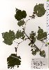  ( - TW025541)  @11 [ ] Copyright (2021) Unspecified Forestry and Forest Products Research Institute