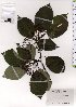  ( - TW025544)  @11 [ ] Copyright (2021) Unspecified Forestry and Forest Products Research Institute