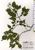  ( - TW025549)  @11 [ ] Copyright (2021) Unspecified Forestry and Forest Products Research Institute