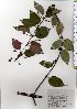  (Uncaria rhynchophylla var. rhynchophylla - TW025556)  @11 [ ] Copyright (2021) Unspecified Forestry and Forest Products Research Institute