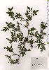  ( - TW025569)  @11 [ ] Copyright (2021) Unspecified Forestry and Forest Products Research Institute