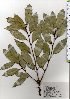  ( - TW025570)  @11 [ ] Copyright (2021) Unspecified Forestry and Forest Products Research Institute