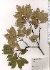  ( - TW025571)  @11 [ ] Copyright (2021) Unspecified Forestry and Forest Products Research Institute