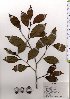  ( - TW025574)  @11 [ ] Copyright (2021) Unspecified Forestry and Forest Products Research Institute