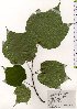  ( - TW025576)  @11 [ ] Copyright (2021) Unspecified Forestry and Forest Products Research Institute