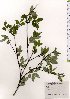  ( - TW025577)  @11 [ ] Copyright (2021) Unspecified Forestry and Forest Products Research Institute