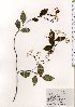  ( - TW025578)  @11 [ ] Copyright (2021) Unspecified Forestry and Forest Products Research Institute