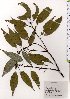  ( - TW025579)  @11 [ ] Copyright (2021) Unspecified Forestry and Forest Products Research Institute