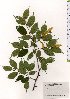  (Tilia kiusiana - TW025580)  @11 [ ] Copyright (2021) Unspecified Forestry and Forest Products Research Institute