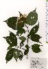  ( - TW025581)  @11 [ ] Copyright (2021) Unspecified Forestry and Forest Products Research Institute