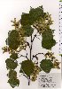  ( - TW025592)  @11 [ ] Copyright (2021) Unspecified Forestry and Forest Products Research Institute