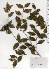  ( - TW025596)  @11 [ ] Copyright (2021) Unspecified Forestry and Forest Products Research Institute