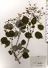  ( - TW025603)  @11 [ ] Copyright (2021) Unspecified Forestry and Forest Products Research Institute