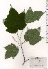  ( - TW025610)  @11 [ ] Copyright (2021) Unspecified Forestry and Forest Products Research Institute