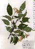  ( - TW025611)  @11 [ ] Copyright (2021) Unspecified Forestry and Forest Products Research Institute