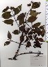  ( - TW025617)  @11 [ ] Copyright (2021) Unspecified Forestry and Forest Products Research Institute