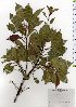  ( - TW025619)  @11 [ ] Copyright (2021) Unspecified Forestry and Forest Products Research Institute