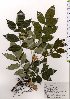  ( - TW025620)  @11 [ ] Copyright (2021) Unspecified Forestry and Forest Products Research Institute