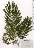 ( - TW025639)  @11 [ ] Copyright (2021) Unspecified Forestry and Forest Products Research Institute