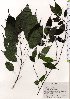  (Oreocnide frutescens - TW025644)  @11 [ ] Copyright (2021) Unspecified Forestry and Forest Products Research Institute