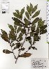  ( - TW025653)  @11 [ ] Copyright (2021) Unspecified Forestry and Forest Products Research Institute