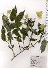  ( - TW025655)  @11 [ ] Copyright (2021) Unspecified Forestry and Forest Products Research Institute