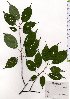  ( - TW025657)  @11 [ ] Copyright (2021) Unspecified Forestry and Forest Products Research Institute