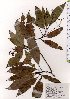 ( - TW025661)  @11 [ ] Copyright (2021) Unspecified Forestry and Forest Products Research Institute