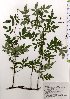  ( - TW025662)  @11 [ ] Copyright (2021) Unspecified Forestry and Forest Products Research Institute