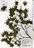  ( - TW025667)  @11 [ ] Copyright (2021) Unspecified Forestry and Forest Products Research Institute