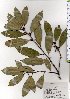  ( - TW025668)  @11 [ ] Copyright (2021) Unspecified Forestry and Forest Products Research Institute