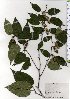  ( - TW025669)  @11 [ ] Copyright (2021) Unspecified Forestry and Forest Products Research Institute
