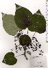  (Idesia - TW025670)  @11 [ ] Copyright (2021) Unspecified Forestry and Forest Products Research Institute