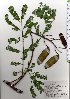  (Caesalpinia - TW025671)  @11 [ ] Copyright (2021) Unspecified Forestry and Forest Products Research Institute