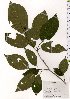  ( - TW025672)  @11 [ ] Copyright (2021) Unspecified Forestry and Forest Products Research Institute