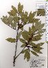  ( - TW025676)  @11 [ ] Copyright (2021) Unspecified Forestry and Forest Products Research Institute