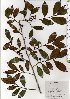 (Camellia sinensis - TW025679)  @11 [ ] Copyright (2021) Unspecified Forestry and Forest Products Research Institute