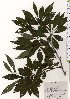  (Lindera erythrocarpa - TW025699)  @11 [ ] Copyright (2021) Unspecified Forestry and Forest Products Research Institute