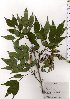  ( - TW025702)  @11 [ ] Copyright (2021) Unspecified Forestry and Forest Products Research Institute