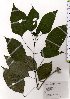  ( - TW025704)  @11 [ ] Copyright (2021) Unspecified Forestry and Forest Products Research Institute