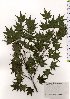  ( - TW025707)  @11 [ ] Copyright (2021) Unspecified Forestry and Forest Products Research Institute
