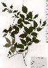  (Pourthiaea - TW025709)  @11 [ ] Copyright (2021) Unspecified Forestry and Forest Products Research Institute