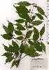  ( - TW025719)  @11 [ ] Copyright (2021) Unspecified Forestry and Forest Products Research Institute