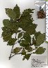  ( - TW025722)  @11 [ ] Copyright (2021) Unspecified Forestry and Forest Products Research Institute