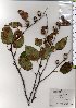  ( - TW025724)  @11 [ ] Copyright (2021) Unspecified Forestry and Forest Products Research Institute